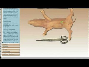 Virtual Fetal Pig Dissection Lab