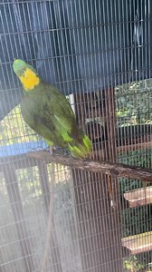 It's another hot day with lots of showers!! 🦜💚🐠 | Parrot Playhouse