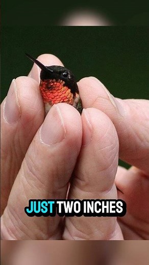Worlds Smallest Bird