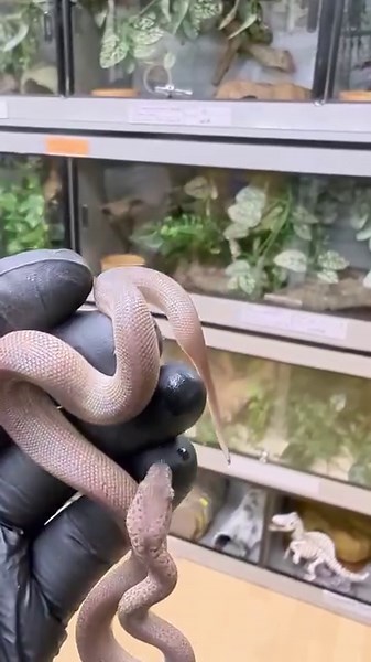 Granite flavoured cave dangler..... SPECIES: Granite Spotted Python LATIN NAME: Antaresia maculosa BORN: 2023 SEX: Female SOURCE: UK ORIGIN: Australia DIFFICULTY LEVEL: Beginner SNAKES ‘N’ ADDERS IS A LICENSED SPECIALIST REPTILE CENTRE BASED IN SHEFFIELD, SOUTH YORKSHIRE. AWARDED A 5 STAR LICENSE BY SHEFFIELD CITY COUNCIL: AW_SAP0002 39/41 MANSFIELD ROAD, INTAKE, SHEFFIELD, S12 2AG, 01142658299 WWW.SNAKESNADDERS.CO.UK WWW.BEGINNERSNAKEKEEPER.CO.UK https://www.instagram.com/chaz.snakesnadders/ if