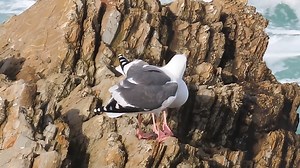 5.5K views · 413 reactions | Western Gulls are cuddeling (Larus occidentalis) North America, British Columbia, Canada, Baja California, Mexico. | BIRDS & Nature | Facebook