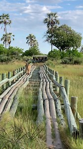 “Why did the lion cross the bridge? Watching these 2 powerful lions awkwardly navigate the bridge was definitely one for the memory bank.” - a photo by @clairetrickett - andBeyond Travel Editor & Travel Blogger ------ Tuesday’s #EditorsPick: our Editor & Travel Blogger @clairetrickett shares some weekly travel escapism… ----- 📷: @clairetrickett 📍: Sandibe Okavango Safari Lodge , Botswana ----- #seewhatliesbeyond #andbeyondtravel #bateleurmagazine #luxurytravel #travelinspiration #sandibe #bots