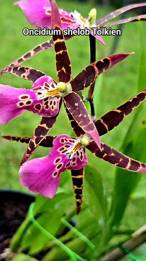 Oncidium shelob Tolkien 💝 #oncidium #beautifulflower #beautifulorchid #garden #pencintaanggrek #orchidlovers #hobby #orchids #foryou #all #collectororchids | Banua Melo Gardens
