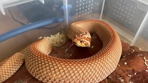 3.6K views · 205 reactions | ❤️ Epic tongue flicks from the queen ❤️ | AML Reptiles | Facebook