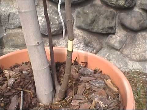 How to propagate a fig tree using the air layering method