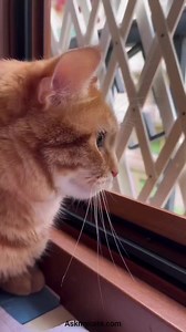 Cat lovers beware: Open balconies may seem tempting, but when you're a responsible cat parent, safety comes first.😻 . . Protect your feline friend by avoiding open balconies to prevent potential accidents. . . A secure indoor environment ensures your cat's well-being, making it a purr-fect choice for every cat-loving home. . . . 🐾 #CatSafety #catparenting #catgaurdian #catparents #catparent #cathealth #cattips #catsafety #kittycat #cat101 #igcat #catsofinstagram #catdaily #dailycat #catcatcat 