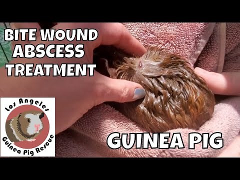 Guinea Pig Bite Wound Abscess Home Treatment.