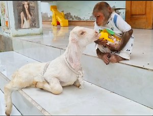 7K views · 356 reactions | Extremely smart monkey Kuku harvest fruits exchange milk for adorable Goat | Camp US News | Facebook