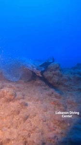 #scubadivingtrip #scubadivers #scubadiving #biodiversity #marinebiodiversity #stingray #advancedscubadiver | Lebanon Diving Center - المركز اللبناني للغوص