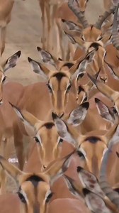 Massive herd of impala kept coming and coming and coming #reels #life #viral #trend #video #wild #epic #reelsfb #travel #nature | African Bush Kingdom