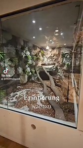 58K views · 222 reactions | #enclosure #terraristik #tigerpython #burmesepython #reptilekeeper #amazing #terrariumbau #reptilesoftiktok #tiktok #tiktokgermany #python #snake #tooltime #work #exoticpets #wow #terrarium #viral #viraltiktok #foryou #4u #schlange #kiss #love #foryoupage #passion #exotic #fy #fypシ #fypageシ | Fabians Reptilienraum | Facebook
