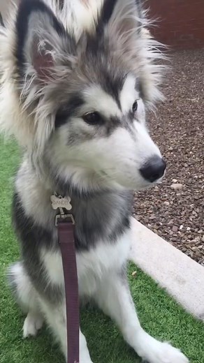 How hard did puberty hit you #puberty #pubertyhit #petsoftiktok #fyp | Carlv.