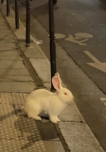 Casper the Rabbit — Giant White Rabbit Walking in Paris