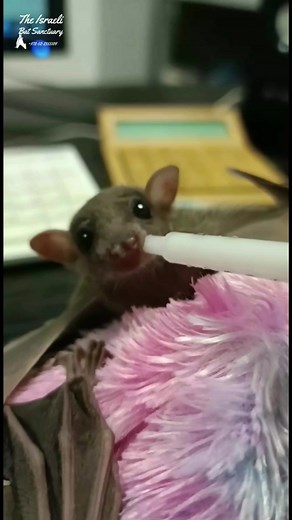 36K views · 2K reactions | A very young rescued baby bat nursing on yummy formula  #babybat #batrescue #wildlife #rescue #fostercare #animalsanctuary #baby formula #nursing #yummy #formula #hungry #munching #batsofinstagram | The Israeli Bat Sanctuary | Facebook