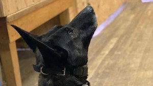 New Hampshire State Police announce death of 9-year-old K-9 Duco
