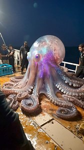 Biggest octopus | deep sea discoveries