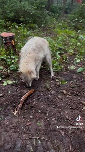 185 reactions · 12 shares | ♥️♥️♥️ It’s official!! ♥️♥️♥️ Kovu and...