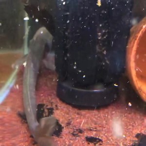 Dolohin | IB Aquatic Pets