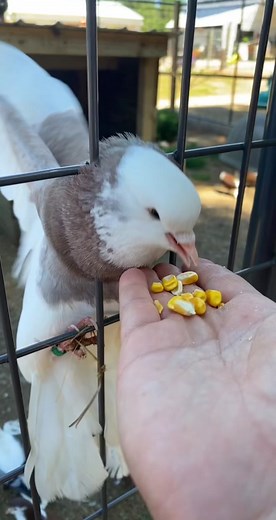 CrystalBallCritters on TikTok