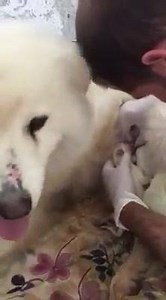 5.3K views · 24 reactions | *** SOS*** Today one of the puppies...