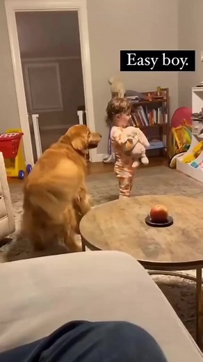 What a goofy fluffy doggo- Follow us for more #boxing #highlight #ufc #mma #trending #trend #fyp | Dog4life