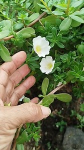 5.2K views · 160 reactions | Planta pendente jardinagem | Maria Ilza de Jesus | Facebook