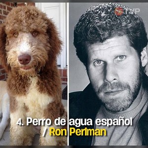 3.6K views · 82 reactions | #DíaMundialDeLosAnimales 女 te dejamos 13 animales que se parecen a personas famosas ⬇ Lee la nota: Hoy es Día Mundial de los Animales https://buff.ly/2P6AFCS | Deportes TVP | Facebook