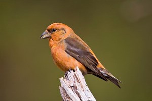 Scottish crossbill - Alchetron, The Free Social Encyclopedia