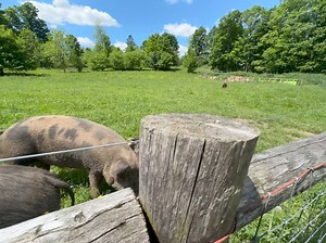 6.4K views · 476 reactions | Our amazing volunteers regularly clean and refill this pool with fresh water intended for drinking, but Penelope and her friends seem to have other plans. Who can blame them for enjoying a refreshing dip on a hot day? | Happily Ever Esther Farm Sanctuary | Facebook