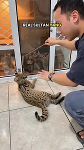 638K views · 13K reactions | The real kucing sultan, ada yang udah pernah lihat belum? #kucing #kucingsultan #puppy #peliharaan #puppy #hewanlucu #fyp #reels #viral #anakanjing #anjingras #husky #anabul #kitten #poodle | koko guguk | Facebook