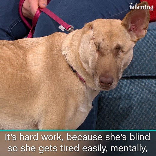 Maggie is the miracle dog who survived being shot 17 times. Since her move to the UK, Maggie has been training to become a therapy dog... | This Morning