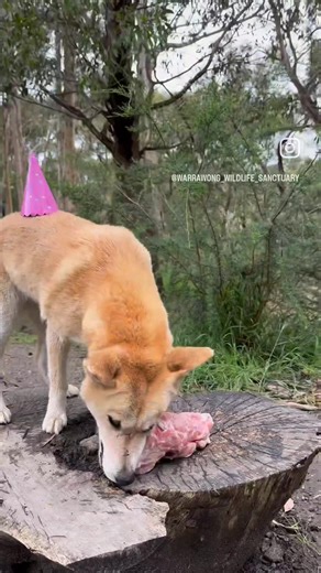 Kids Parties at Warrawong! Our Wildlife Keeper Birthday Parties are something else! It’s the perfect way to celebrate your Child’s next birthday party! You'll get up close and personal with Dingoes, Koalas, Squirrel Gliders, Possums, Owls, Reptiles... Here’s what’s included: • Exclusive private party area for 2.5 hours • Your very own Wildlife Keeper party host • Admission to the Sanctuary • 30 minute, private, “hands on” wildlife show • Meet our beautiful rescued Koalas; take some selfies • 30 