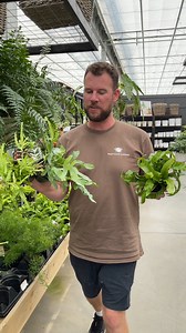 Ferns!! Our 4" indoor tropical ferns are $3.99 each right now (until Aug 31st). We have a huge variety to turn your home into a jungle as your outdoor garden fades into fall. Visit us this weekend and find your favourites 🌿 | West Coast Gardens