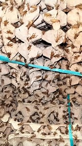 152K views · 487 reactions | Budidaya jangkrik di tahun 2025 masih sangat menjanjikan #jangkrik | Fakta.id | Facebook