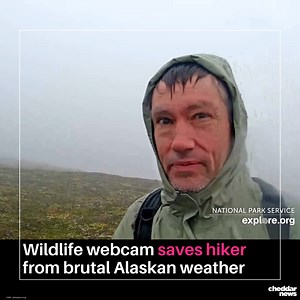 A bear-y unusual rescue mission. Heavy rains and low visibility caused an identified hiker to be stuck on Dumpling Mountain in Alaska’s Katmai National Park and Preserve. While making his way through the National Park the hiker spotted a wildlife camera, owned and operated by Explore.org, a live nature cam network and documentary film channel. The hiker put himself in the webcam’s view, gave a thumbs down, and later asked for help. The camera’s main purpose is to livestream bear sightings, there
