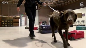 13K views · 17 reactions | How are bomb-sniffing dogs trained? Here's a look behind the scenes. https://cir.ca/2VH05tV | The National Desk - TND | Facebook