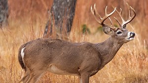 Whitetail 101