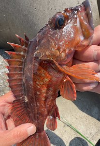 穴釣りで22cm以上のカサゴ200匹目標｜リハビリと体力回復の釣りライフ