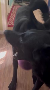 2.4K views · 808 reactions | My Boy Scouts  | Ten Shakes of Grace | Facebook