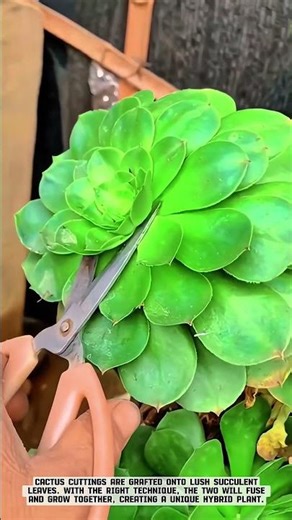 Unique Cactus Grafting Technique on Succulents (Grafting) #AgriculturalInnovation