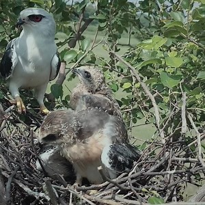 Black winged baby struggling to eat lizard by himself and mother watching | Review All Birds