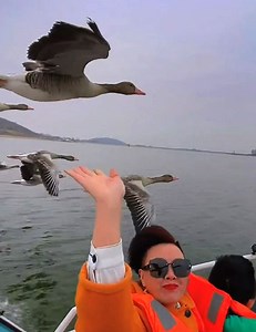 92K views · 1.2K reactions | Los turistas compartieron el viaje con la bandada, logrando hasta incluso acariciar delicadamente a algunos gansos volando. | MiraQueVideo | Facebook