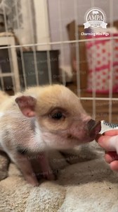 5.5K views · 809 reactions | Discovering the simple joy of cheerios! #cheerios #charmingminipigs #minipiglet #ampa | Charming Mini Pigs | Facebook