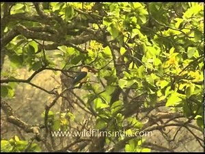 Stork-billed Kingfisher in a tree