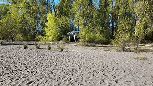Collins (FKK) Beach, Sauvie Island, Oregon,: Stockvideos & Filmmaterial (100 % lizenzfrei) 3916371633 | Shutterstock