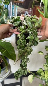 11K views · 126 reactions | MY FAV HOYA | Share + Save  My Hoya...