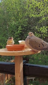 2.9K views · 123 reactions | 癩 female rose-breasted grosbeak and mourning dove癩 #backyardbirds #birdfeeder #grosbeak #mourningdove | Amy Yu | Facebook