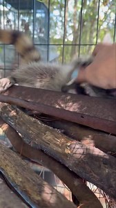 6.4K views · 512 reactions | Raccoon babies must have hands on until...