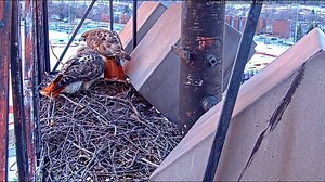 They're baaaaack! Big Red and Arthur stopped by the Red-tailed Hawk cam this morning for a 20-minute, nest-building session. At about this time every year, we start to see increased visitation by the hawks as they begin preparations for the upcoming breeding season. Enjoy these highlights from today's visits to the Fernow nest site, which overlooks the snow-covered athletic fields of Cornell University's campus, from the new 1080p fixed cam view. 👀👉 AllAboutBirds.org/CornellHawks | Bird Cams