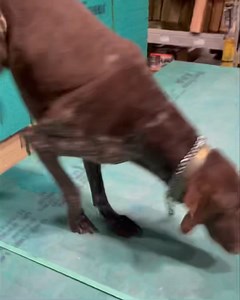 Doug the GSP doing big time confidence building this morning. Is he hyper and nervous?? Yep. TAKE THEIR MIND OF THEIR FEAR. We were both scared, but I told my boy we had to TAKE THAT HILL#waggthedogtrainer #gsp | Wagg The Dog Trainer